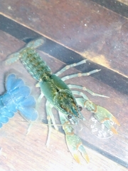 Lacunicambarus dalyae