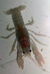 Lacunicambarus dalyae