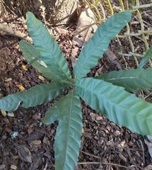 Macadamia integrifolia