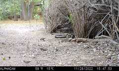 Zonotrichia leucophrys