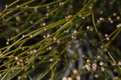 Choretrum glomeratum