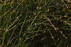 Choretrum glomeratum