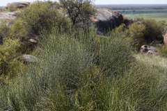 Choretrum glomeratum