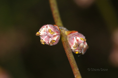 Choretrum glomeratum