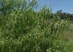 Eremophila bignoniiflora