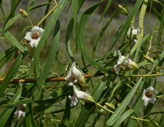 Eremophila bignoniiflora