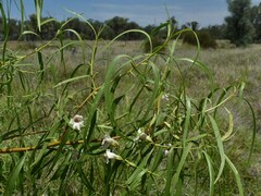 Eremophila bignoniiflora