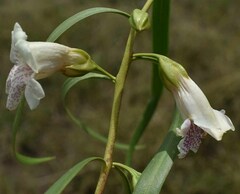 Eremophila bignoniiflora