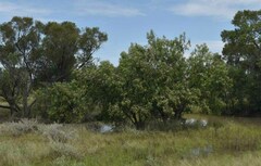 Eremophila bignoniiflora