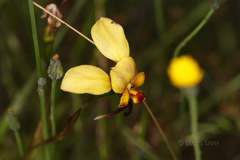 Diuris hazeliae