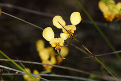 Diuris hazeliae
