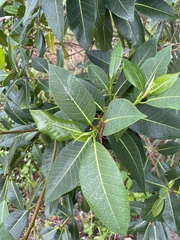 Ficus aurea