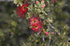 Kunzea pulchella