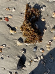 Sargassum sinclairii