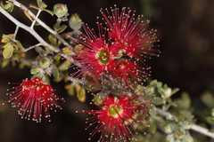 Kunzea pulchella