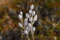 Thelymitra petrophila