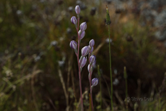 Thelymitra petrophila