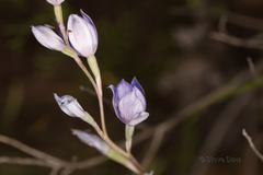 Thelymitra petrophila