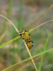 Chauliognathus flavipennis