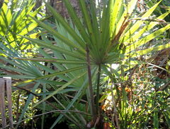 Serenoa repens