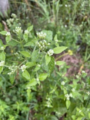 Euploca procumbens