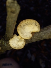 Neofavolus americanus