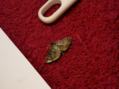 Herpetogramma salbialis