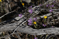 Thysanotus patersonii