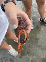 Triplofusus giganteus