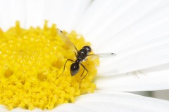 Parapalaeosepsis plebeia