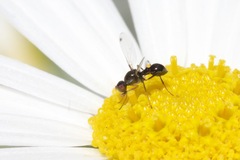 Parapalaeosepsis plebeia