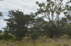 Archidendropsis basaltica