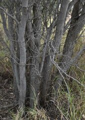 Archidendropsis basaltica