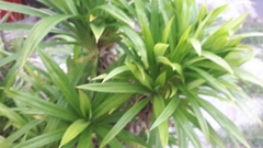 Pandanus amaryllifolius
