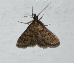 Steniodes declivalis