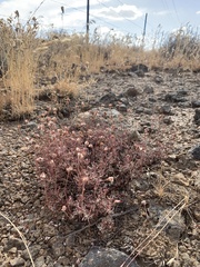 Eriogonum thymoides