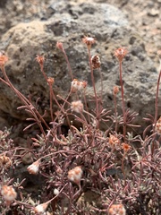 Eriogonum thymoides
