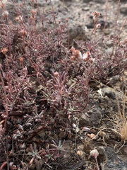 Eriogonum thymoides