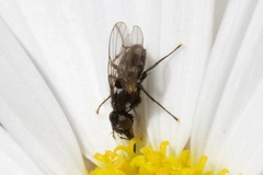 Limnophora