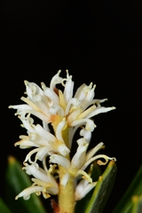Orites diversifolius