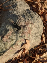 Gryllidae