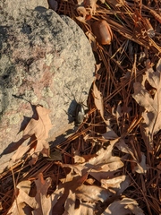 Gryllidae