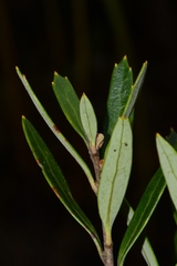 Orites diversifolius