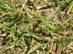 Compsocryptus melanostigma