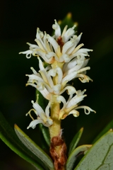Orites diversifolius