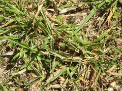 Compsocryptus melanostigma