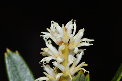 Orites diversifolius