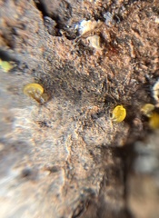 Dacrymyces capitatus