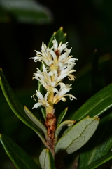 Orites diversifolius