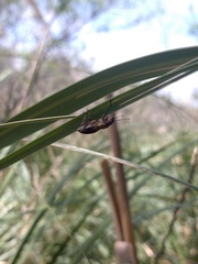 Naupactus xanthographus